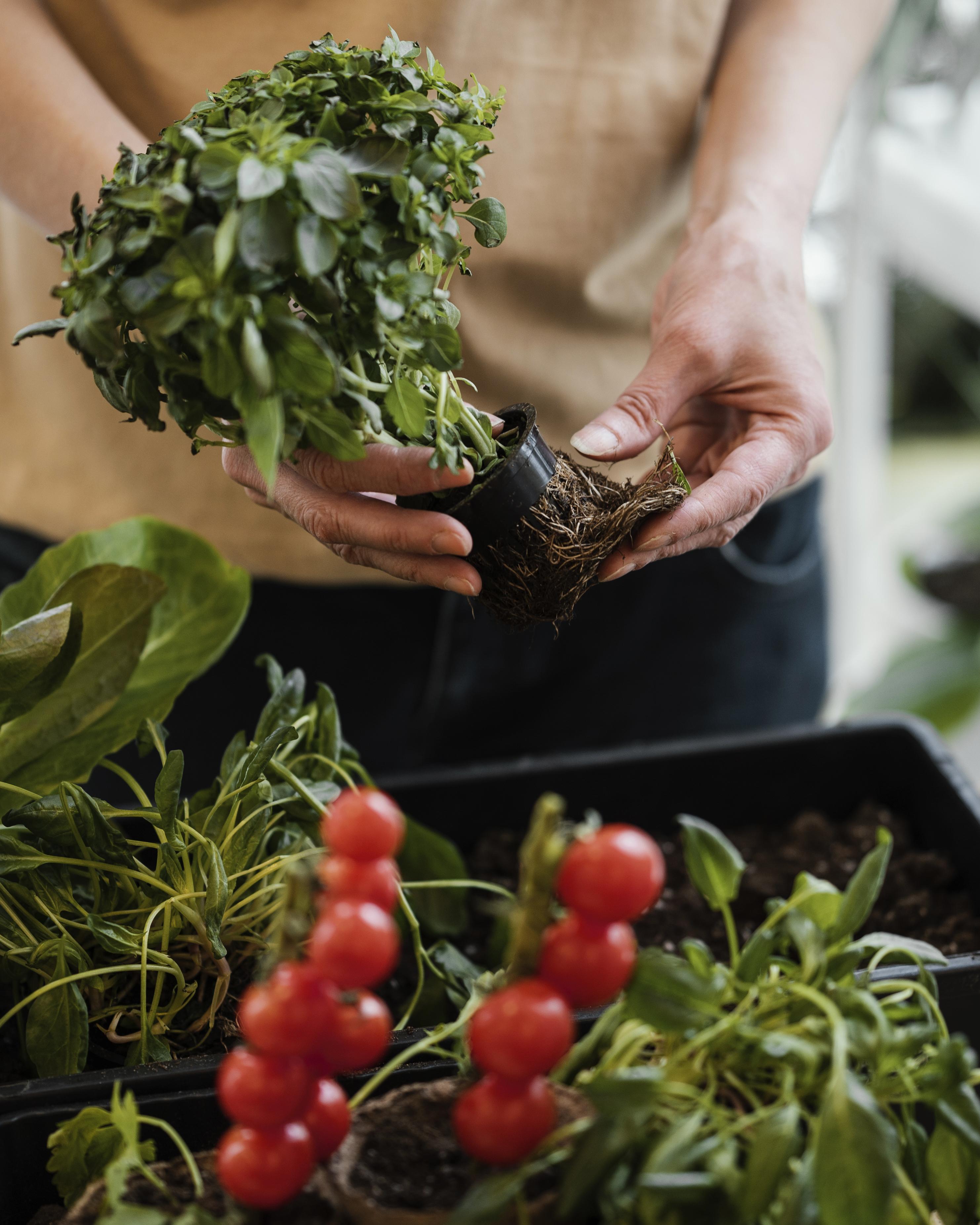 imagen de persona cultivando